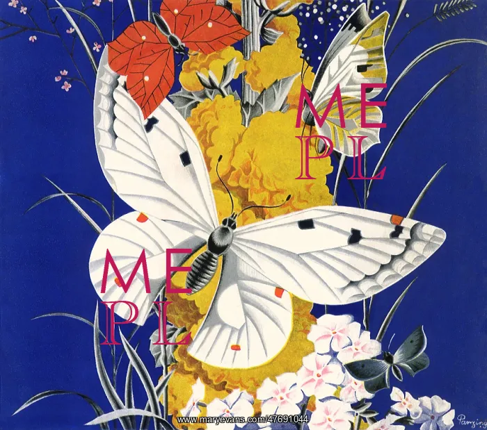 : White Butterfly : White Butterfly