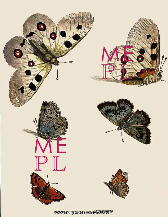 : White Butterfly with Red Eyespots & Others : White Butterfly with Red Eyespots & Others