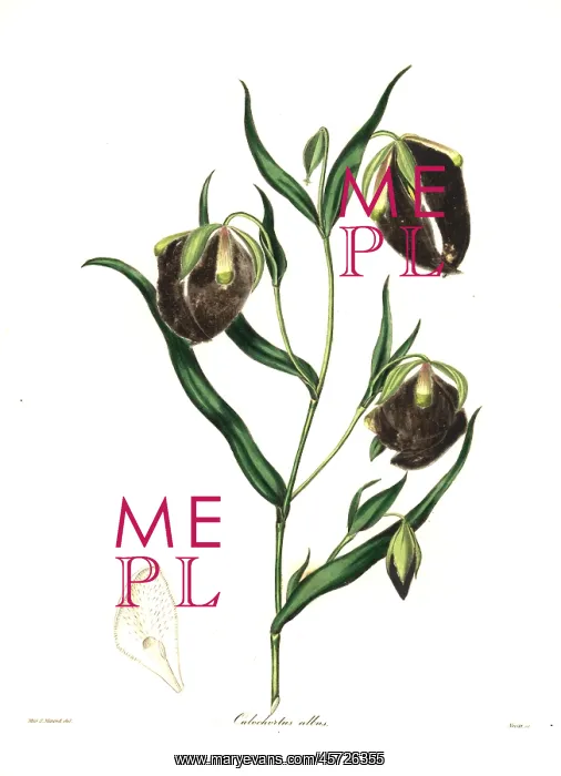 : White calochortus, Calochortus albus : White calochortus, Calochortus albus