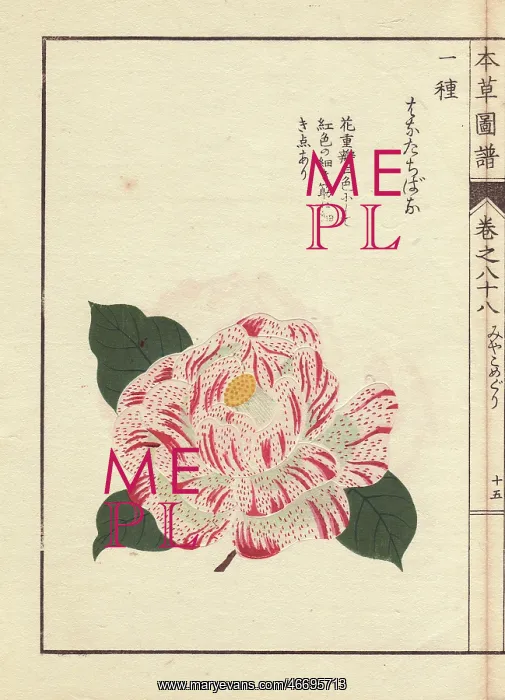 : White camellia with crimson dots, Karanishiki : White camellia with crimson dots, Karanishiki