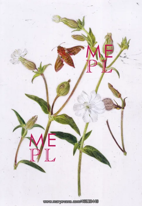  : White Campion and Moth
