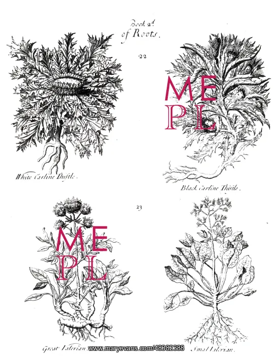 : White Caraline Thistle: Root used medicinally : White Caraline Thistle: Root used medicinally