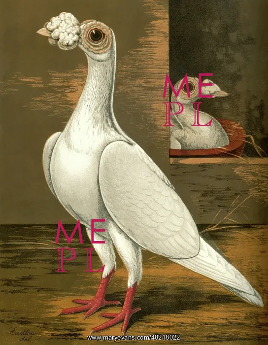 : White Carrier Cock Pigeon : White Carrier Cock Pigeon