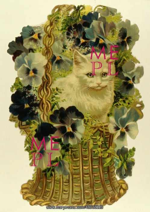  : White cat in basket of flowers