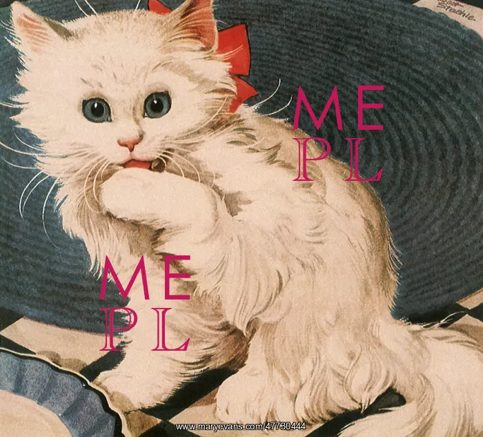  : White Cat licks Paws
