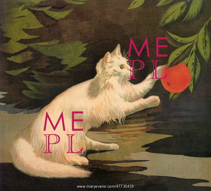  : White Cat plays with Orange