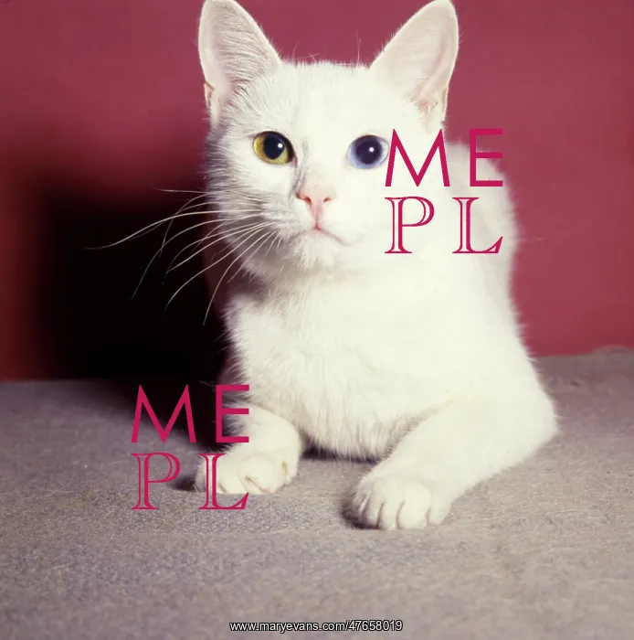 : White cat with red background : White cat with red background