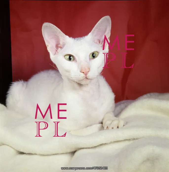 : White cat with red background : White cat with red background
