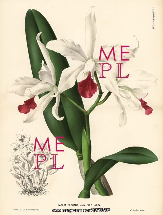 : White Cattleya x elegans hybrid orchid : White Cattleya x elegans hybrid orchid