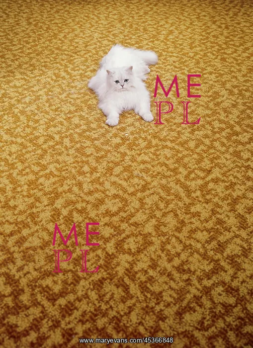 : Cat. A white Chinchilla Persian cat on a Kosset carpet : Cat. A white Chinchilla Persian cat on a Kosset carpet