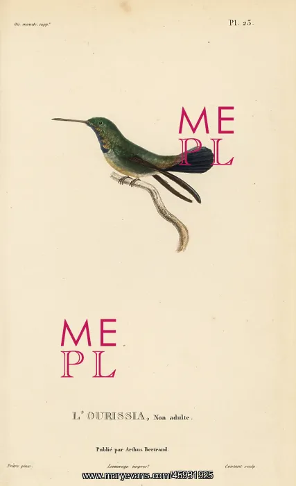 : White-chinned sapphire, Hylocharis cyanus, juvenile : White-chinned sapphire, Hylocharis cyanus, juvenile