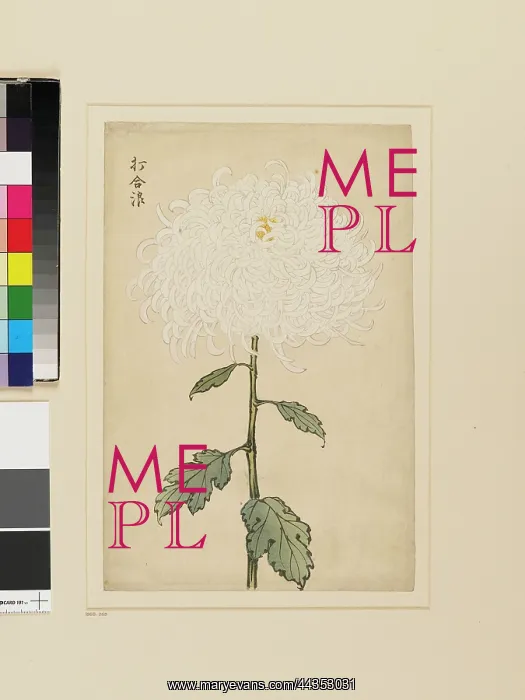  : White chrysanthemum