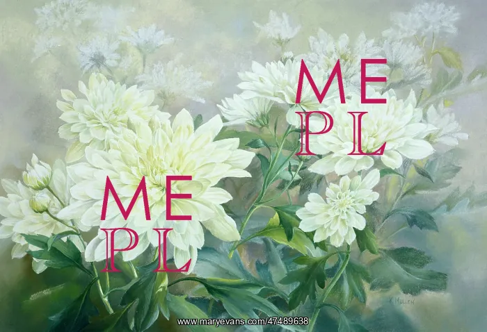  : White Chrysanthemums