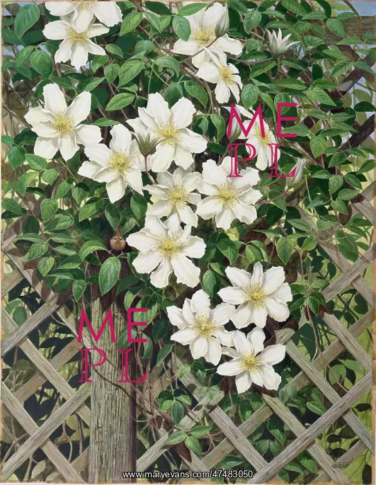: White Clematis on Trellis : White Clematis on Trellis