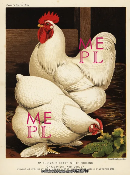 : White cochin cock and hen : White cochin cock and hen