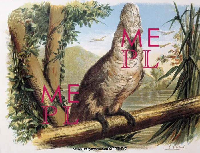 : White Cockatoo. Engraving after a drawing by : White Cockatoo. Engraving after a drawing by