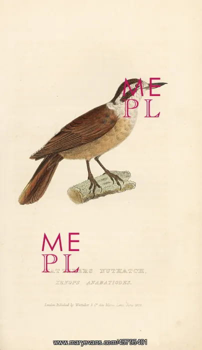 : White-collared foliage-gleaner, Anabazenops fuscus : White-collared foliage-gleaner, Anabazenops fuscus