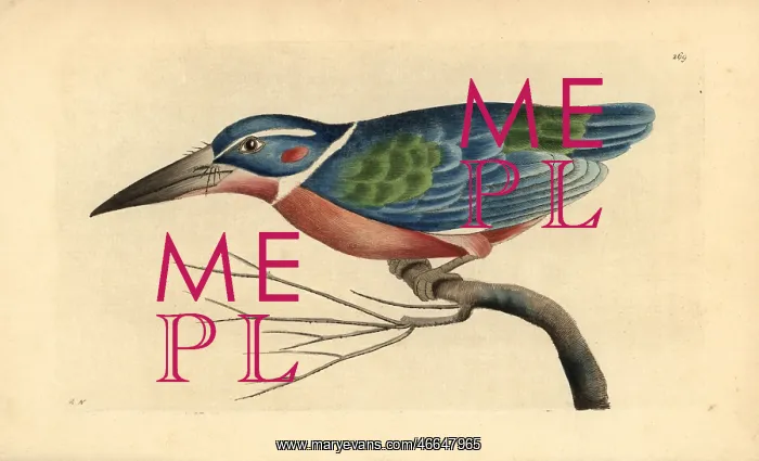 : White collared kingfisher, Alcedo caerulea : White collared kingfisher, Alcedo caerulea
