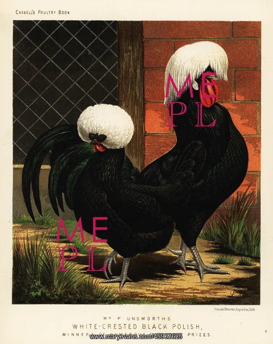 : White-crested black Polish chickens : White-crested black Polish chickens