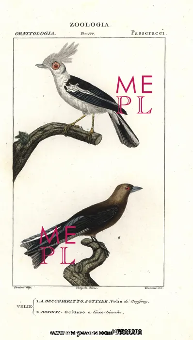 : White-crested helmetshrike, Prionops plumatus : White-crested helmetshrike, Prionops plumatus