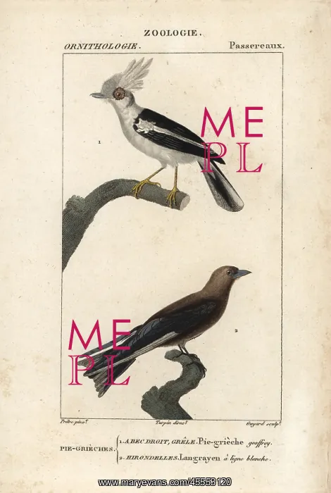 : White-crested helmetshrike, Prionops plumatus : White-crested helmetshrike, Prionops plumatus