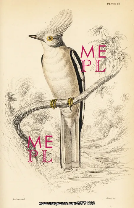 : White-crested helmetshrike, Prionops plumatus : White-crested helmetshrike, Prionops plumatus