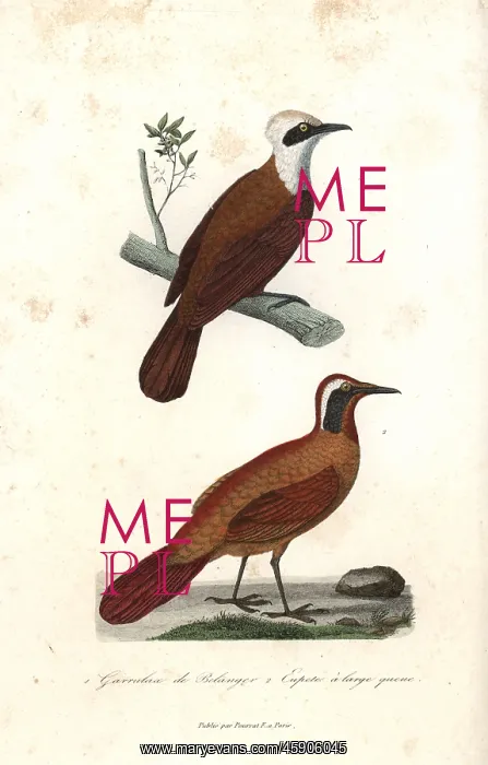 : White-crested laughingthrush and Malaysian rail-babbler : White-crested laughingthrush and Malaysian rail-babbler