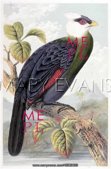 : WHITE-CRESTED TAURACO : WHITE-CRESTED TAURACO
