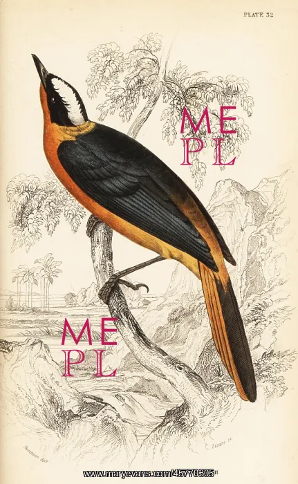 : White-crowned robin-chat, Cossypha albicapilla : White-crowned robin-chat, Cossypha albicapilla