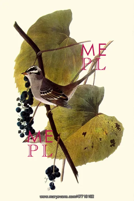 : White-Crowned Sparrows : White-Crowned Sparrows