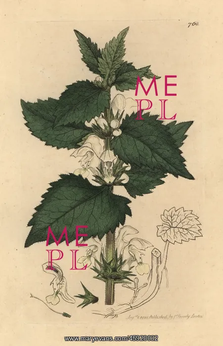 : White dead-nettle, Lamium album : White dead-nettle, Lamium album