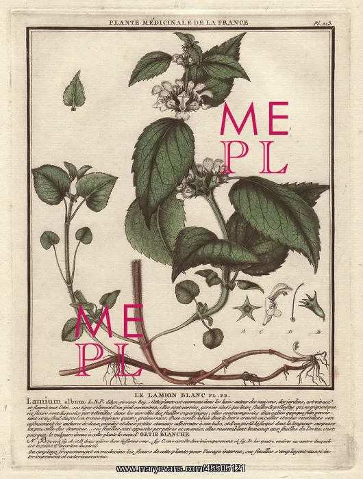 : White deadnettle, Lamium album : White deadnettle, Lamium album