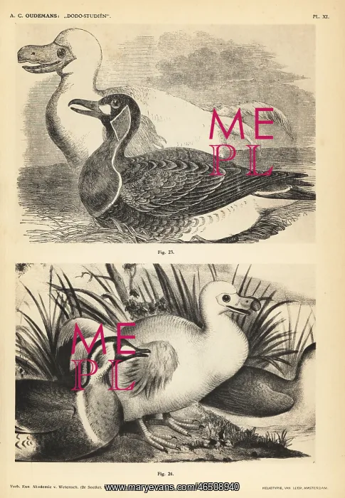 : White dodo and duck by Pieter Withoos : White dodo and duck by Pieter Withoos