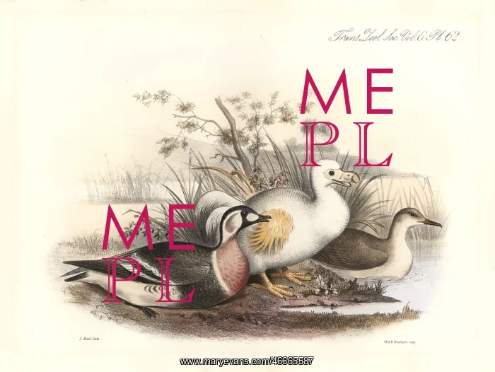 : White dodo and red-breasted goose : White dodo and red-breasted goose