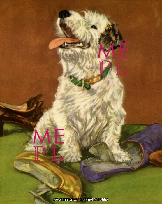  : White Dog Sitting on Shoes
