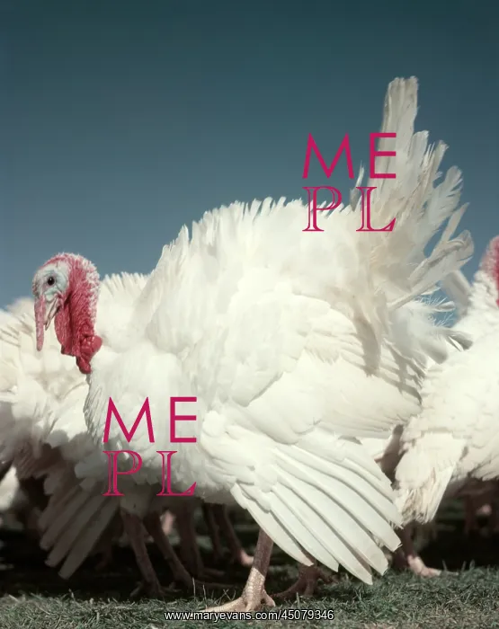 : White Domestic Tom Turkey Displaying : White Domestic Tom Turkey Displaying