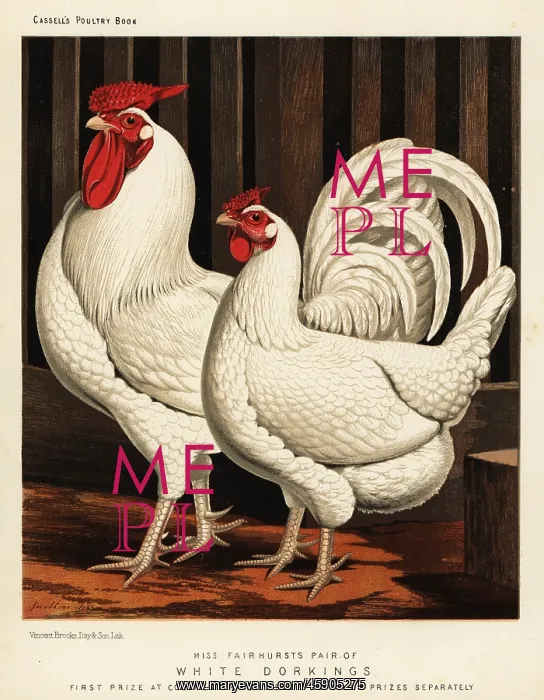 : White Dorking fowl : White Dorking fowl