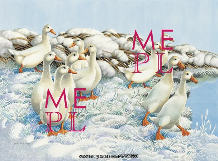  : Ten White Ducks