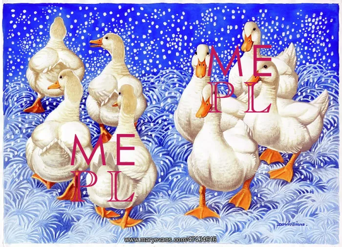  : Eight White Ducks