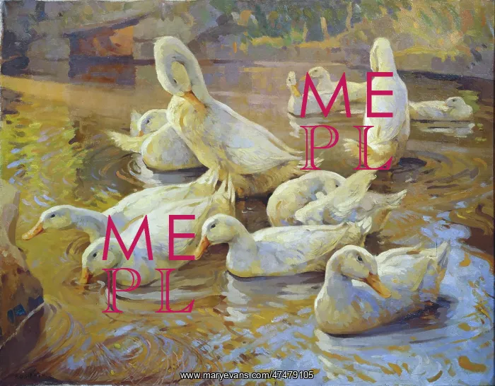 : White Ducks ' in the water : White Ducks ' in the water