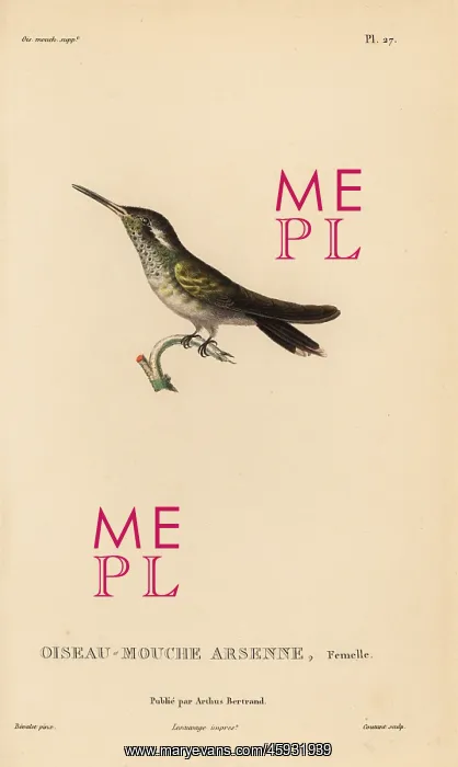 : White-eared hummingbird, Basilinna leucotis, female : White-eared hummingbird, Basilinna leucotis, female