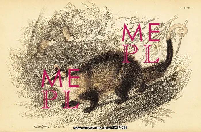 : White-eared opossum, Didelphis albiventris : White-eared opossum, Didelphis albiventris