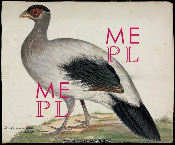 : White-eared pheasant : White-eared pheasant