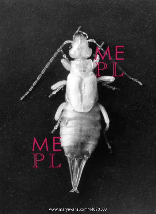  : WHITE EARWIG