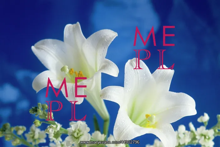 : Two white easter lilies blue background : Two white easter lilies blue background