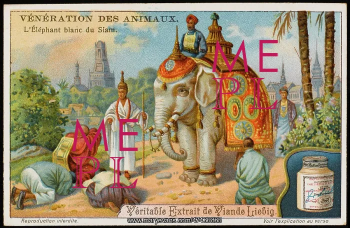 : WHITE ELEPHANT SIAM : WHITE ELEPHANT SIAM
