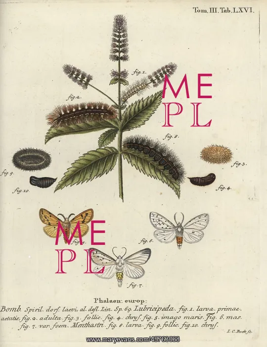: White ermine, Spilosoma lubricipeda : White ermine, Spilosoma lubricipeda