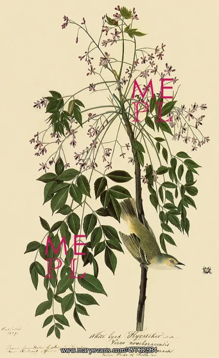  : White-Eyed Vireo