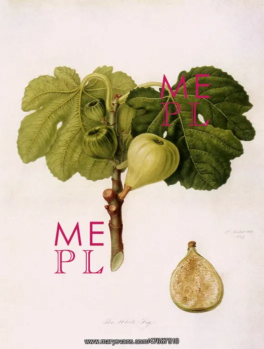  : White Fig