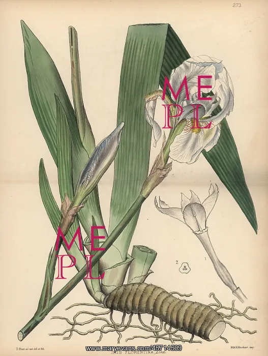 : White flag, Iris germanica : White flag, Iris germanica
